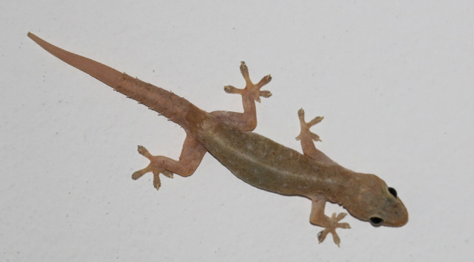 WALL LIZARD