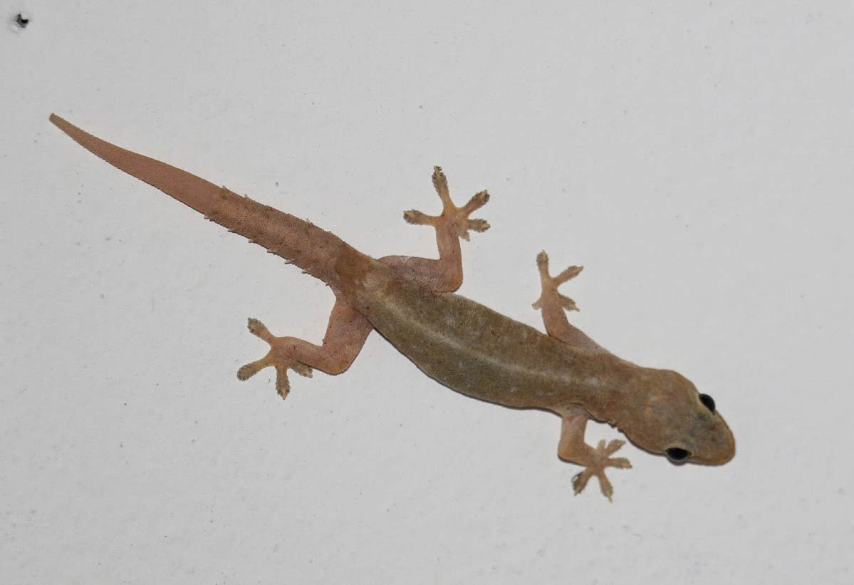 WALL LIZARD