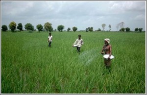 Fertilizers