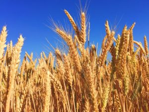 Gluten Intolerance