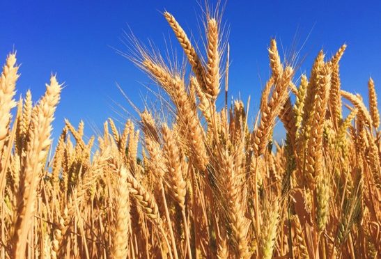 Gluten Intolerance