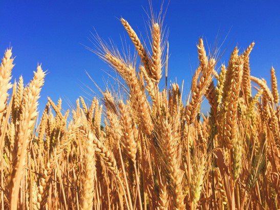 Gluten Intolerance