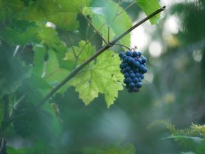 Resveratrol