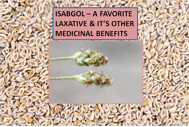 ISABGOL - A WONDERFUL & FAVORITE MEDICINE OF ALL