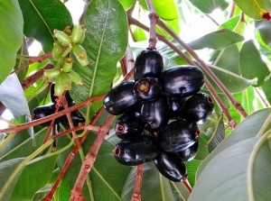 Benefits of Jamun(Jamboo)