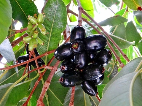 Benefits of Jamun(Jamboo)