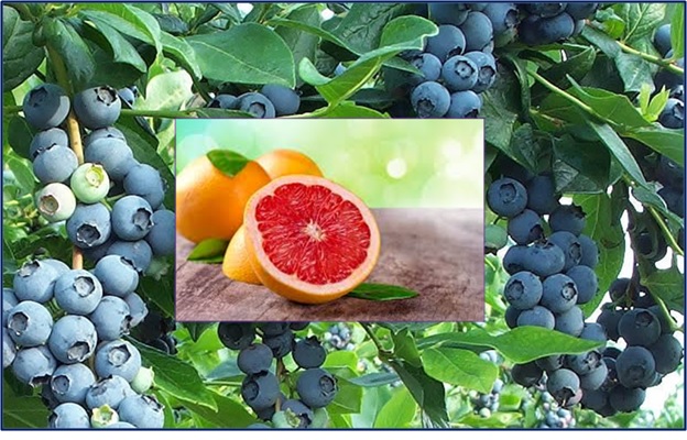 Grapefruits & Blue berries