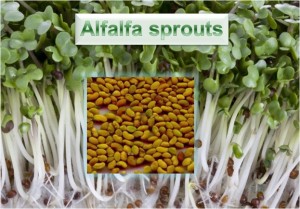 Alfalfa Sprouts