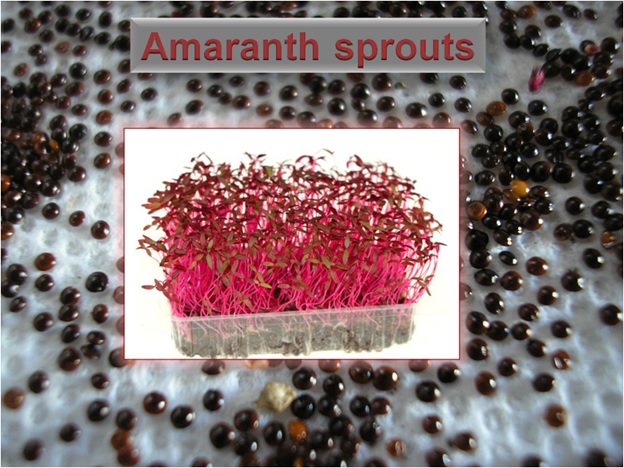 Amaranth Sprouts