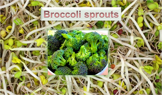 Broccoli Sprouts