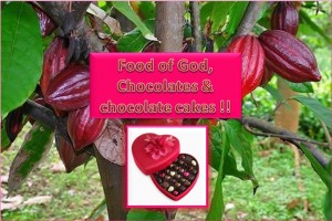 Food of God , Chocolate & Chocolate cakes