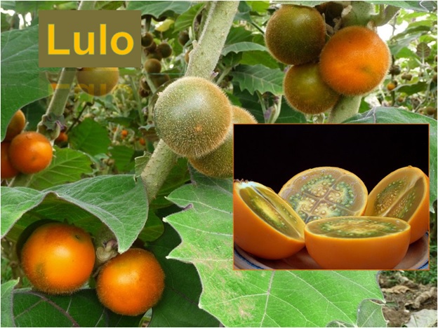 Lulo