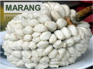 Marang