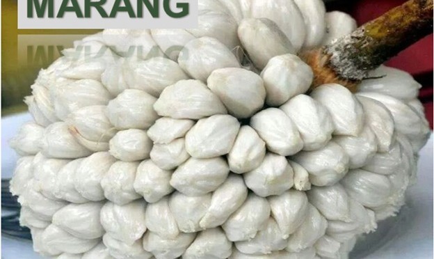 Marang