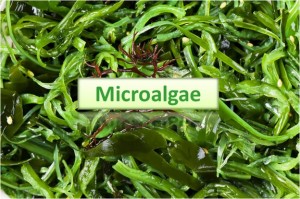 Microalgae