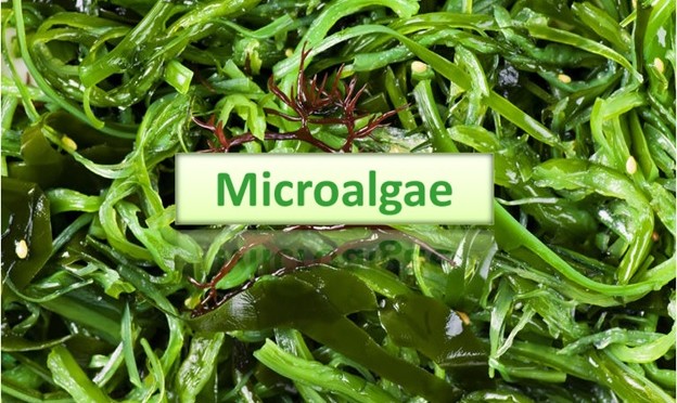 Microalgae