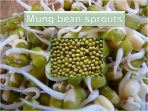 Mung Bean Sprouts