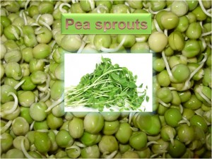 Pea Sprouts
