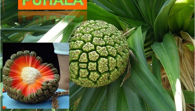 puhala