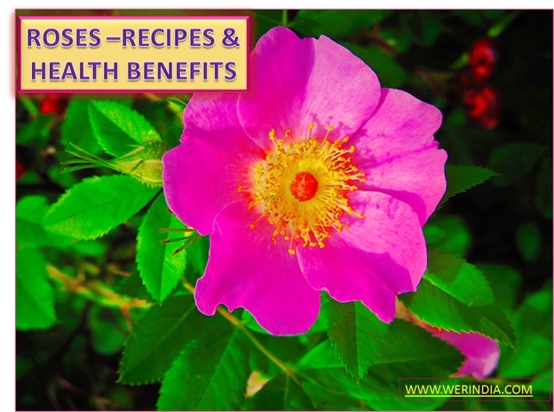 CULINARY USE OF ROSE AND ITS BENEFITS