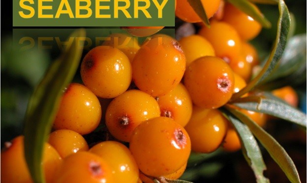 SeeBerry