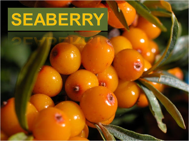 SeeBerry