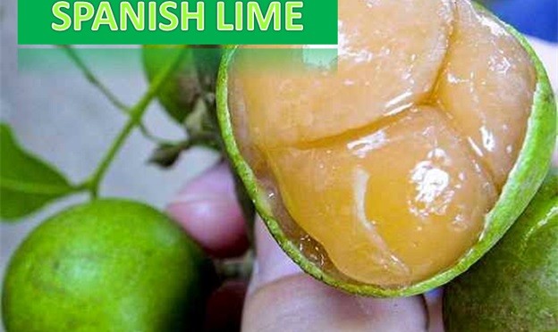 Spanish Lime