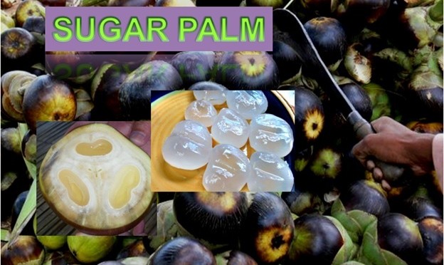 Sugar Palm