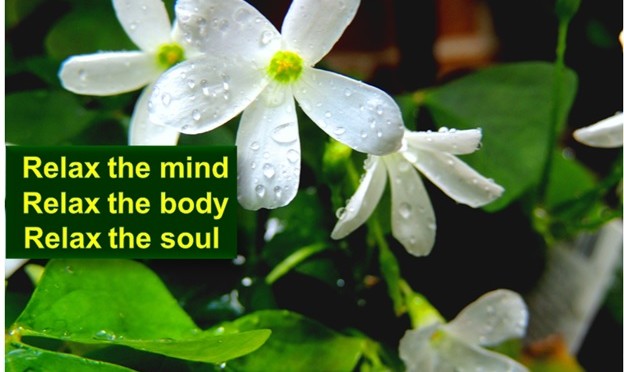 HORMONY BETWEEN BODY AND MIND