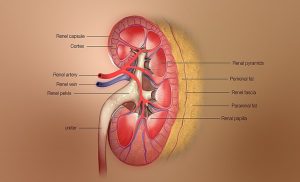 HELP YOUR KIDNEYS TO BE HAPPY & HEALTHY