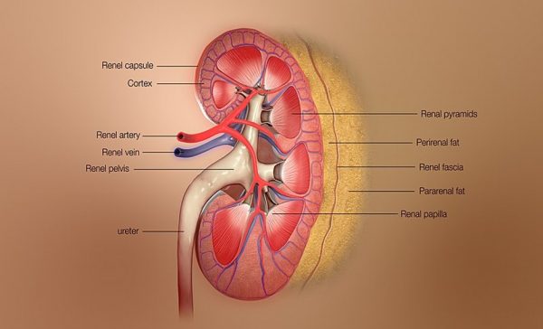 HELP YOUR KIDNEYS TO BE HAPPY & HEALTHY