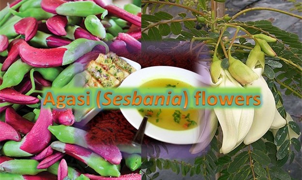 Agasi Flowers (Sesbania)