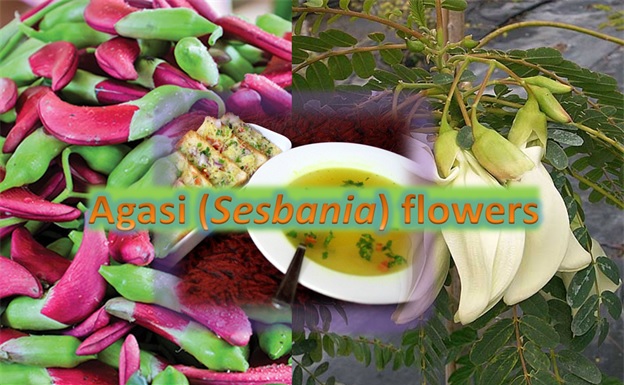 Agasi Flowers (Sesbania)