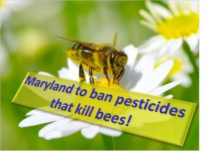 Maryland will ban pesticides that kill Honey bees
