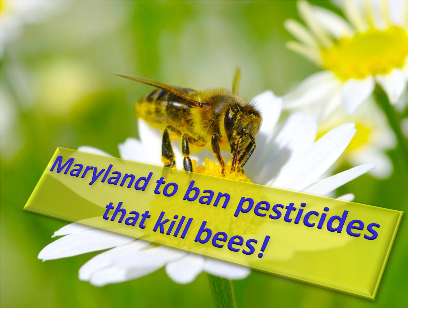 Maryland will ban pesticides that kill Honey bees