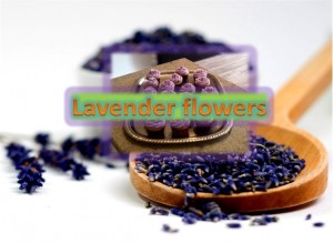 Lavender Flowers