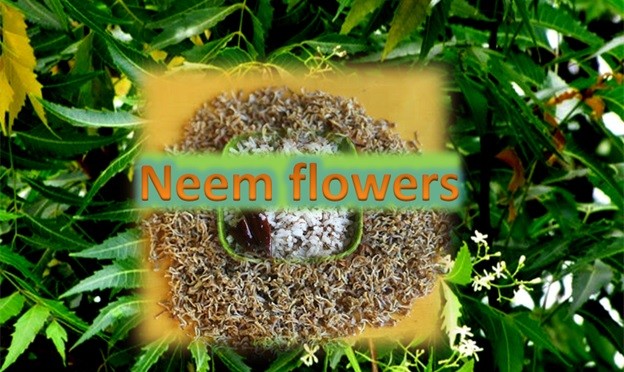 Neem Flowers