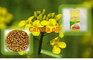 Canola Oil