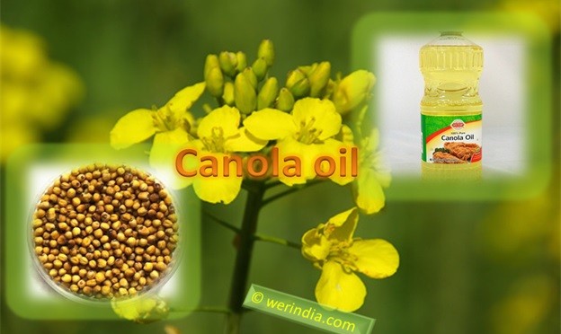 Canola Oil