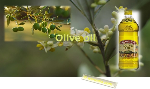 Olive Oil