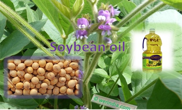 Soybean Oil