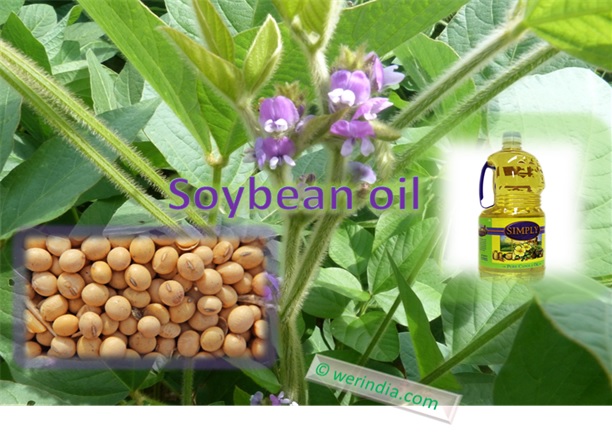 Soybean Oil