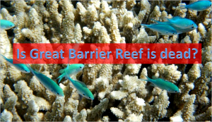 Barrier reef
