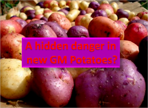 GM potatoes