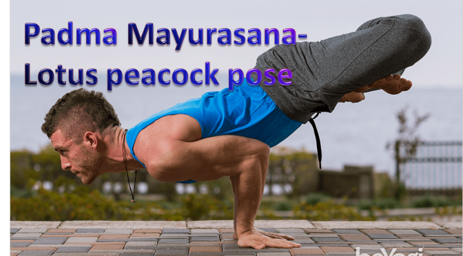 Lotus Peacock Pose