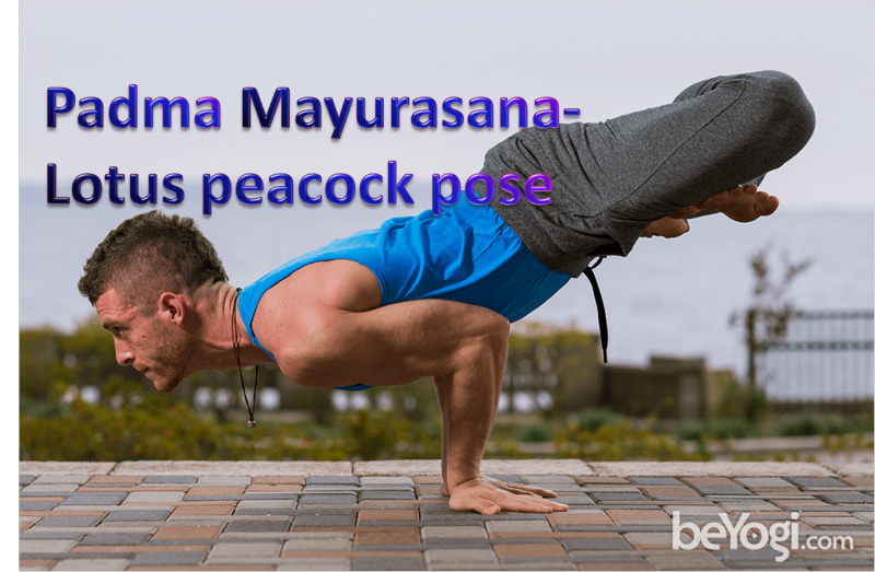 Lotus Peacock Pose