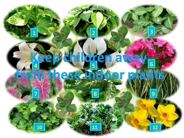 Keep Children Away From These Indoor Plants