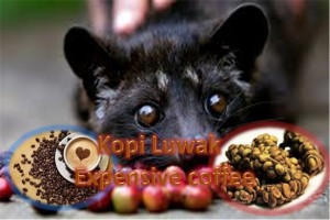 Kopi Luwak - The Most Expensive Coffee