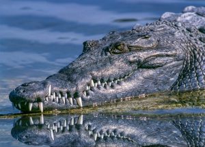 And There Is Krokodil