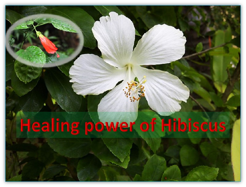 Power of Hibiscus